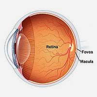 What is Retina?