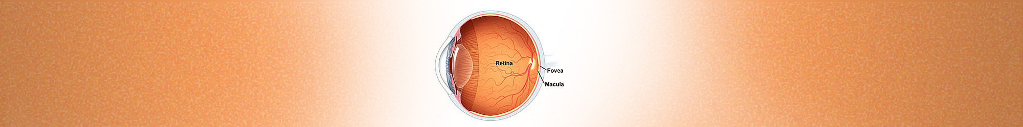 What is Retina?